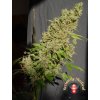 cbd chronic serious seeds happy seeds