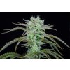 strawberry banana auto fast buds happy seeds