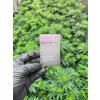 CBD Hasis Blackberry Kush (CBD 23,5 %) (2)