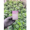 CBD Hasis Blackberry Kush (CBD 23,5 %) (1)