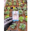 CBD Izolat prasek (CBD99,9%) od Happy seeds (2)