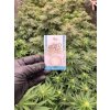 CBD Izolat prasek (CBD99,9%) od Happy seeds
