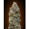 00 seeds chocolate skunk happy seeds