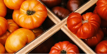 Mäsité paradajky odrody