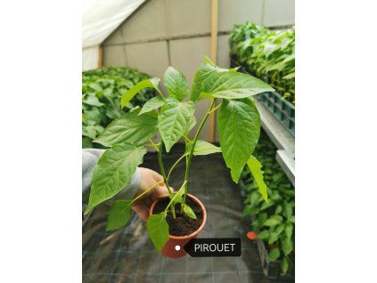 priesady papriky pirouet