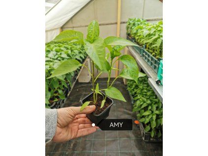 priesady papriky amy
