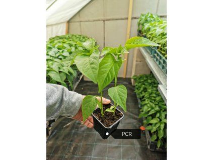 priesady papriky pcr