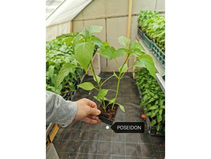 priesady papriky poseidon