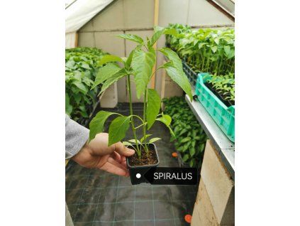 priesady papriky spiralus