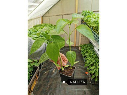 priesady papriky raduza