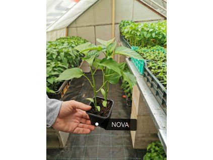 priesady papriky nova