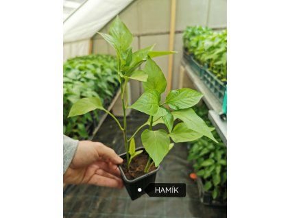 priesady papriky hamik