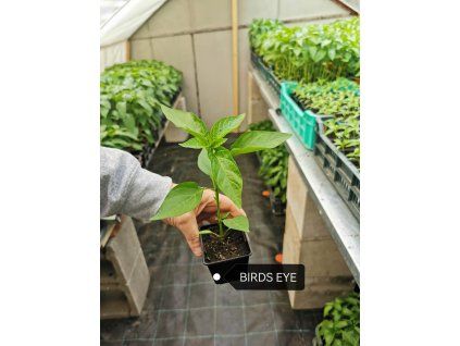 priesady papriky birds eye