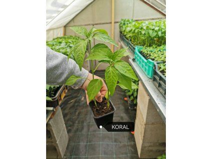 priesady papriky koral