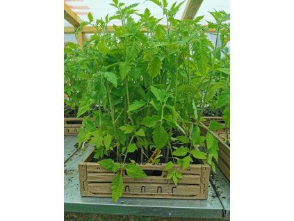 priesada paradajky san marzano