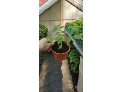 priesada paradajky