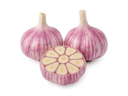 cesnak ozimny germidour nepaliciak