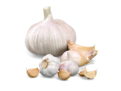 cesnak ozimny morado paliciak