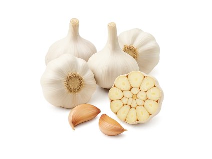 cesnak ozimny stepan nepaliciak