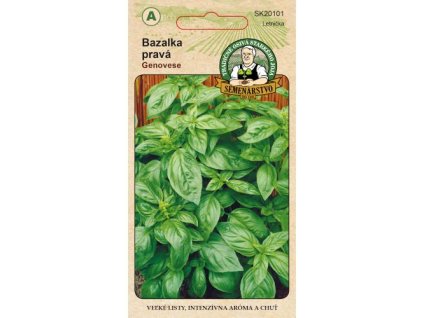 bazalka prava genovese predna strana