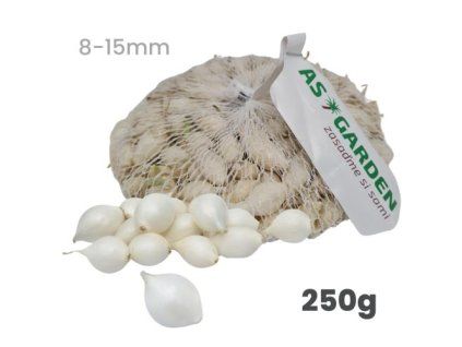 cibula snowball biela sadzacka