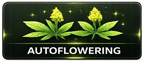 Autoflowering Semena