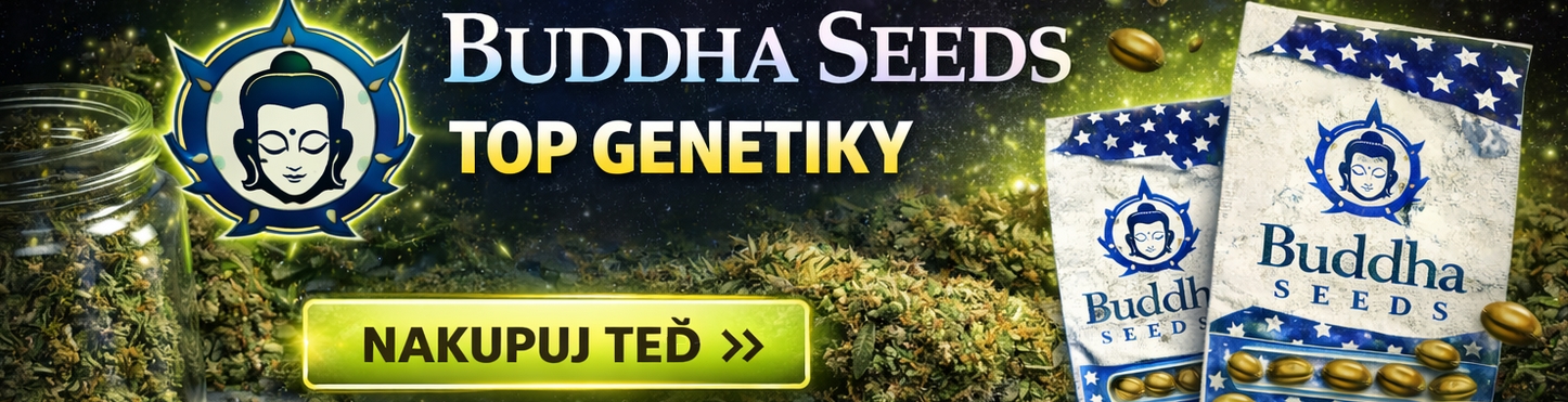 Buddha Seeds