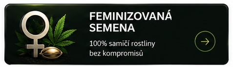Feminizovaná semena