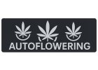 Autoflowering