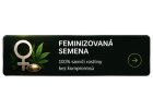 Feminizovaná
