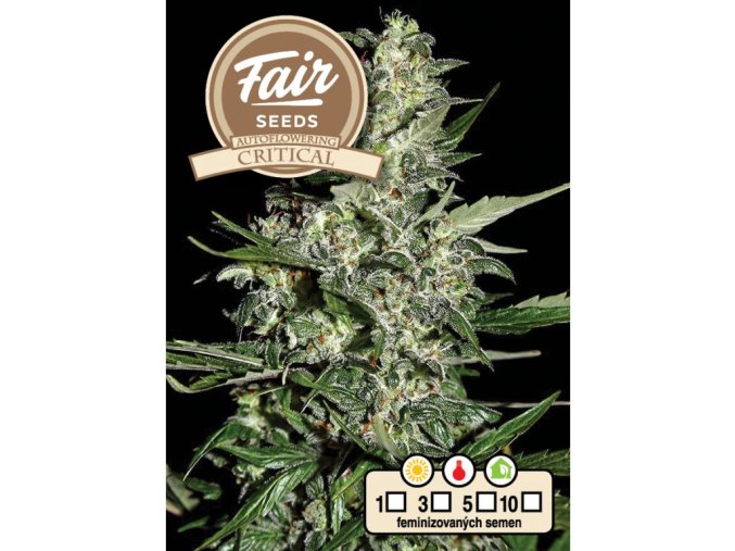 1614 fair seeds auto critical 2024