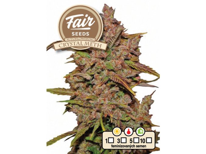 1620 fair seeds auto crystal meth 2024