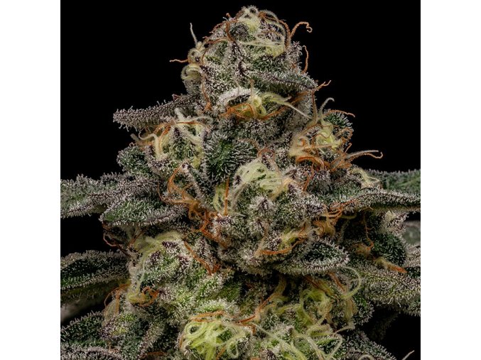 zombie bride feminized cannabis seeds