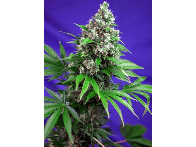 killer kush f1 fast version (1)