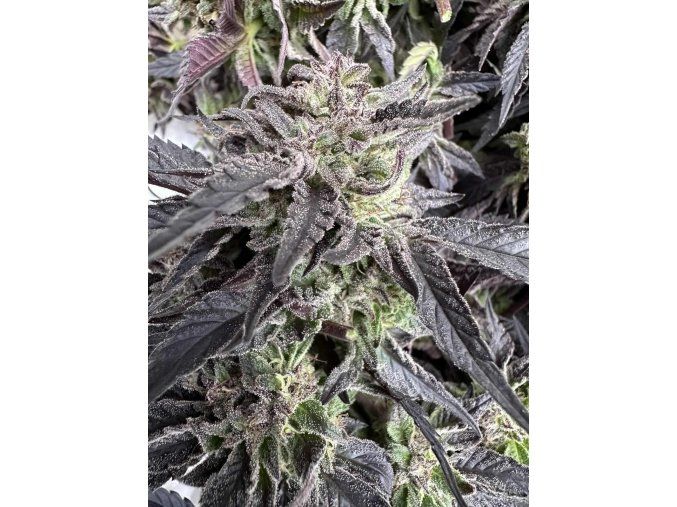 Hindu Kush x Freakshow - Regular