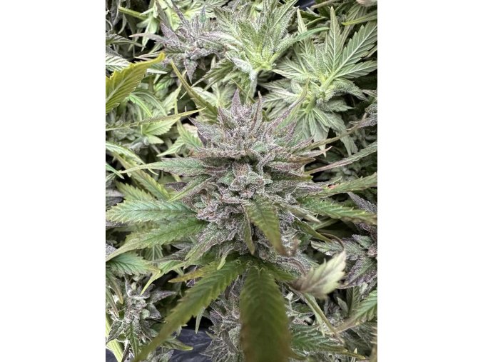 0d29504f f989 4526 898f 7f8f5a5ccc0b