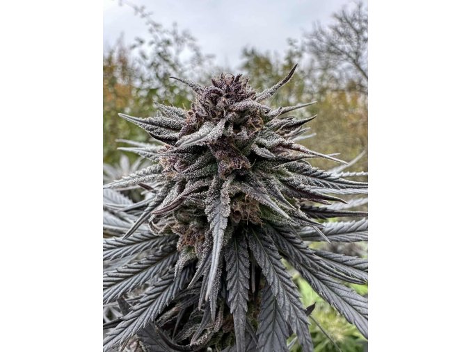 1af76cb9 842a 43ea a7bc 97c3aff55592