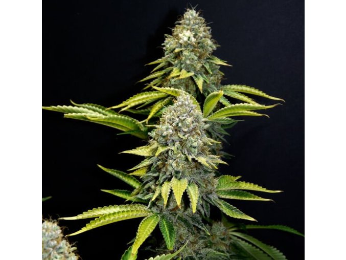 Snímek obrazovky 2026 01 26 132935