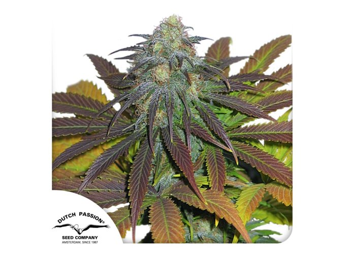 californian orange fem