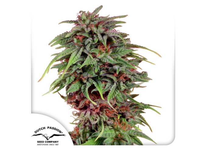 durban poison fem (1)