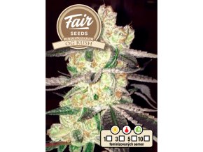 1647 fair seeds auto og kush 2024