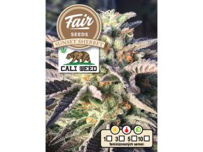 5397 fair seeds sunset sherbet 2024