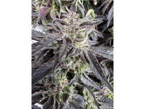 Hindu Kush x Freakshow - Regular