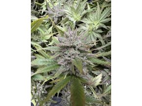 0d29504f f989 4526 898f 7f8f5a5ccc0b