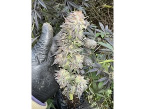 747a1243 08f9 4dc6 9b6f f50b477cb4cc