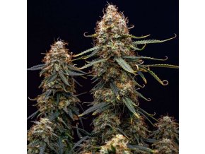 Snímek obrazovky 2026 01 26 132214