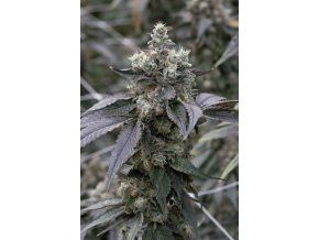 Snímek obrazovky 2026 04 08 132357