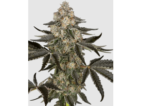 Snímek obrazovky 2026 04 17 101355