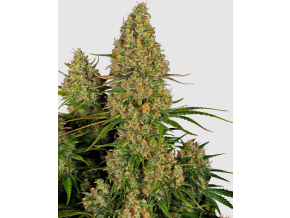 Snímek obrazovky 2026 04 17 101543