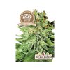 1755 fair seeds auto northern light 2024
